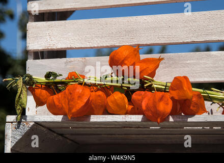 Ein helles Bouquet von Heilung und köstliche chinesische Laternen von Physalis liegt auf einer Bank von White Boards auf einem hellen, sonnigen Herbsttag. Stockfoto