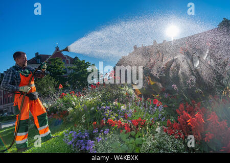 München, Deutschland. 24. Juli, 2019. Ein Mitarbeiter der Stadt bewässert die Blumenbeete am Gärtnerplatz in den Morgenstunden. Deutschland steht vor einer Hitzewelle - und bereits am Mittwoch wird in vielen Bereichen deutlich spürbar werden. Credit: Peter Kneffel/dpa/Alamy leben Nachrichten Stockfoto