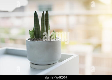 Sansevieria cylindrica Bojer ex Hook. Sansevieria stuckyi in grauem Zement pot Stockfoto