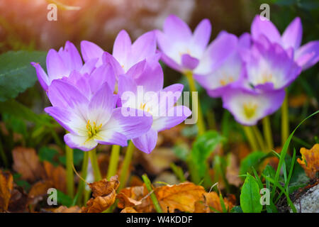 Schön taufrische Blumen im Herbst (Colchicum autumnale) Stockfoto