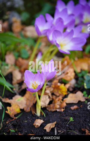 Schön taufrische Blumen im Herbst (Colchicum autumnale) Stockfoto