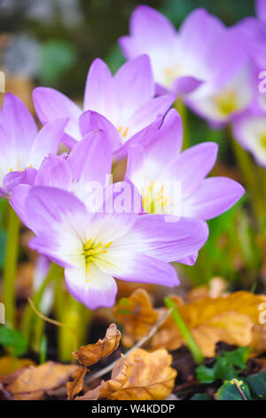 Schön taufrische Blumen im Herbst (Colchicum autumnale) Stockfoto