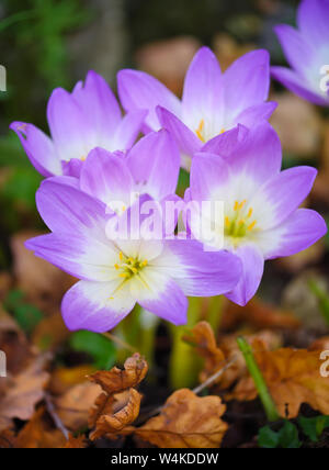 Schön taufrische Blumen im Herbst (Colchicum autumnale) Stockfoto