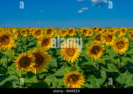 Bereich der Sonnenblumen blühen leuchtend gelben Blüten gegen den blauen Himmel Stockfoto