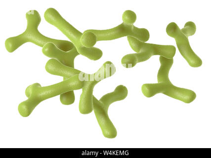 Abbildung: showung Bifidobacterium Longum Bakterien auf weißen bachgound, medizinisch genaue 3D-Darstellung Stockfoto
