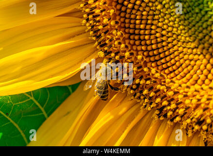 Close-up Biene sammelt Nektar von einer Blüte sonnenblume Blume Nahaufnahme Stockfoto