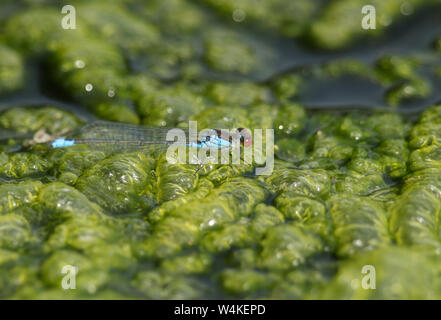 Eine atemberaubende männlichen Kleinen red-eyed Damselfly, Erythromma viridulum, hocken auf Fadenalgen schwimmend auf der Oberfläche eines Sees. Stockfoto