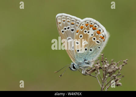 Eine atemberaubende Gemeinsame Blauer Schmetterling, Polyommatus Icarus, thront auf einem Betrieb in einer Wiese. Stockfoto