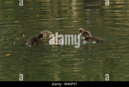 Eine Familie von niedlichen Reiherente, Aythya fuligula Entlein, Schwimmen in einem See. Sie Tauchen unter Wasser füttern. Stockfoto