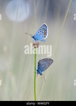 Silber - verzierte blaue Schmetterlinge - Plebejus argus, in der Dämmerung. Stockfoto