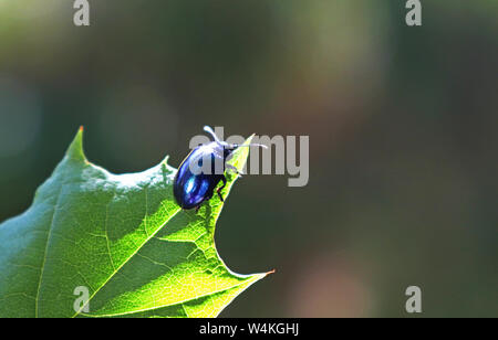 Nahaufnahme der blau leuchtenden Leaf beetle Chrysolina coerulans auf einem grünen Ahornblatt in der Hintergrundbeleuchtung Stockfoto