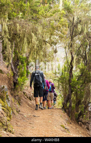 Anschluss durch den Wald auf einem nebligen Tag wandern in den Los Organos Gegend von La Orotava, Teneriffa, Kanarische Inseln, Spanien Stockfoto