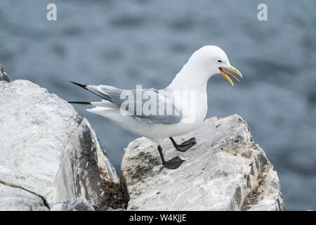 Schwarz-legged Dreizehenmöwe (Rissa tridactyla) Küken zu züchten Klippe, Farne Inseln, Northumberland, England Stockfoto