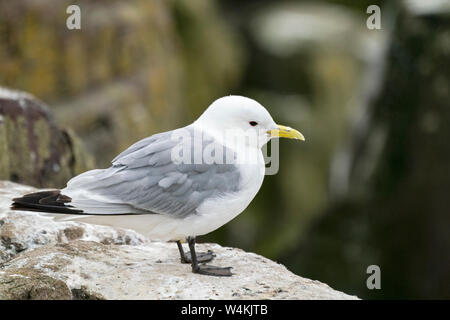 Schwarz-legged Dreizehenmöwe (Rissa tridactyla) Erwachsenen zu züchten Klippe, Farne Inseln, Northumberland, England Stockfoto