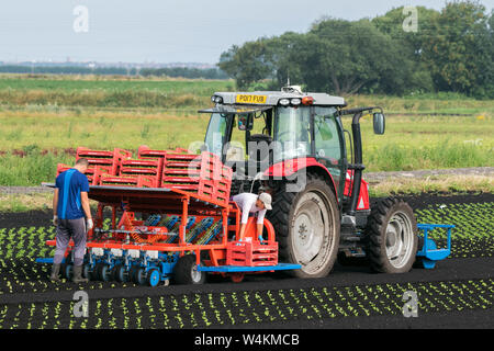 Traktor Anbau Kopfsalat in Tarleton, Lancashire. UK Wetter. 24. Juli, 2019. Hot Landwirtschaft die Arbeit für Arbeitsmigranten auf Tarleton Moss, wie Sie eine Farm 2017 Massey Ferguson rot Traktor und automatische pflanzmaschine Sommer Salat Salat ernten folgen. Landwirtschaft, wie wir sie kennen, wird durch die Verwendung von Selbst - Fahren von Traktoren und Roboter, die arbeitsintensiven Aufgaben, die zuvor von EU-Arbeitnehmern getan durchführen können revolutioniert wird. Steigende Kosten für landwirtschaftliche Arbeit und sinkende Kosten für Selbstfahrer Technologie wird weitere Möglichkeiten für Kosteneinsparungen bieten. Credit: cernan Elias/Alamy leben Nachrichten Stockfoto