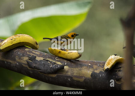 Goldtangare im subtropischen Regenwald, den westlichen Hängen der Anden Abdeckungen an Alambi hummingbird Paradies in Ecuador. Stockfoto