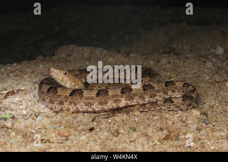 Feurige Höckernase Viper Stockfoto