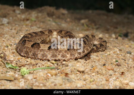 Feurige Höckernase Viper Stockfoto