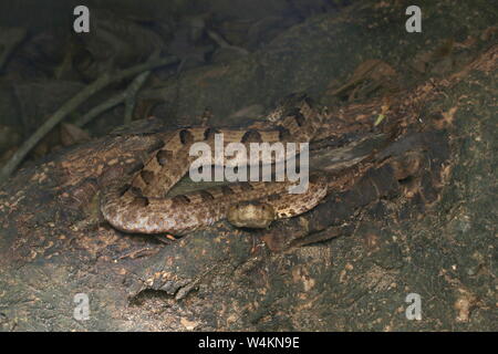 Feurige Höckernase Viper Stockfoto