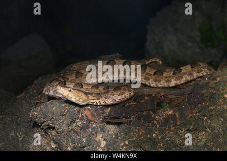 Feurige Höckernase Viper Stockfoto