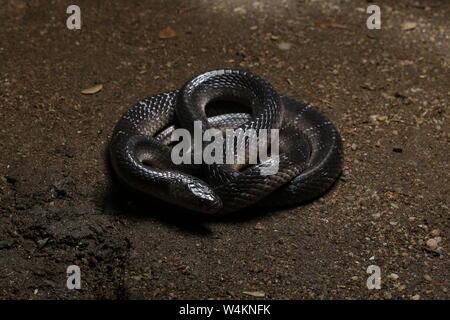 Common Krait, Sri Lankan Krait, schwarzen Krait, Bungarus ceylonicus, Stockfoto