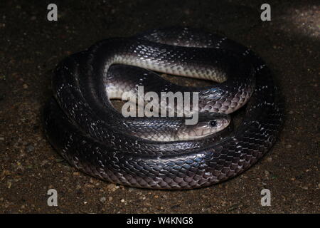 Common Krait, Sri Lankan Krait, schwarzen Krait, Bungarus ceylonicus, Stockfoto