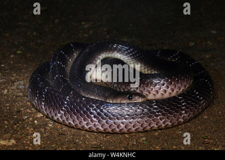 Common Krait, Sri Lankan Krait, schwarzen Krait, Bungarus ceylonicus, Stockfoto