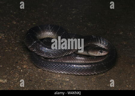 Common Krait, Sri Lankan Krait Stockfoto