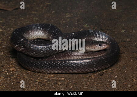 Common Krait, Sri Lankan Krait Stockfoto