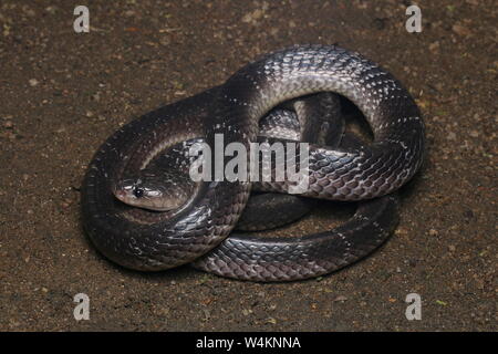 Common Krait, Sri Lankan Krait Stockfoto