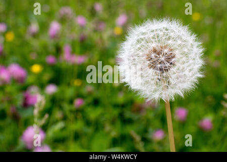 Verblasste gemeinsame Löwenzahn (Asteraceae) im Garten mit vielen anderen Blumen im Hintergrund Stockfoto