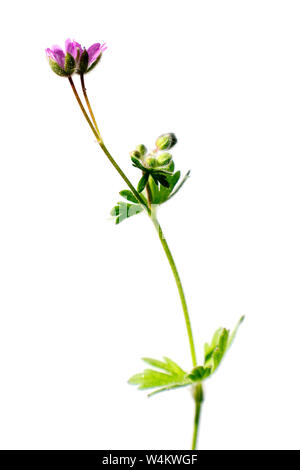 Kleinblütige Crane's-bill (geraniaceae) auf weißem Hintergrund Stockfoto