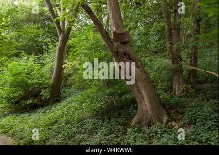 Alte stahl Fußweg Zeichen nicht Schuld abgetragen und mit Asche Baumrinde Überschneidungen und zur Einbindung in seinem Stamm verrostet, Fraxinus excelsior Stockfoto