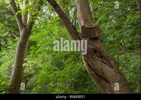 Alte stahl Fußweg Zeichen nicht Schuld abgetragen und mit Asche Baumrinde Überschneidungen und zur Einbindung in seinem Stamm verrostet, Fraxinus excelsior Stockfoto