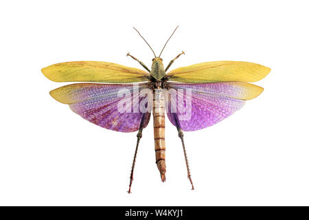 Riesige Heuschrecke mit Flügeln auf weißem Hintergrund. Albipes Titanacris bunt geflügelten Schönheit, Insekt, Ansicht von oben Stockfoto