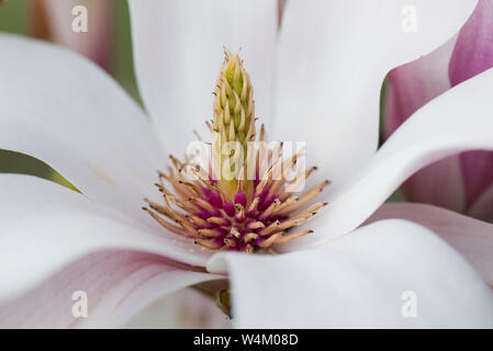 Chinesische Magnolia (Magnolia x Soulangeana) Blütenblätter und zentrale Struktur der Blüten nach der Bestäubung, März Stockfoto