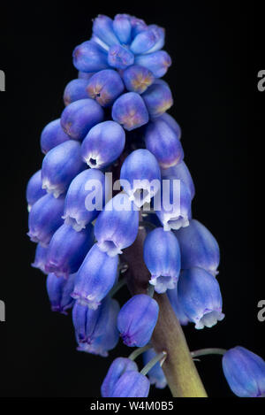 Traubenhyazinthen, Muscari neglectum, blaue Blumen auf einem Dorn oder raceme aus einem Ziergarten Glühlampe im Frühjahr, April Stockfoto