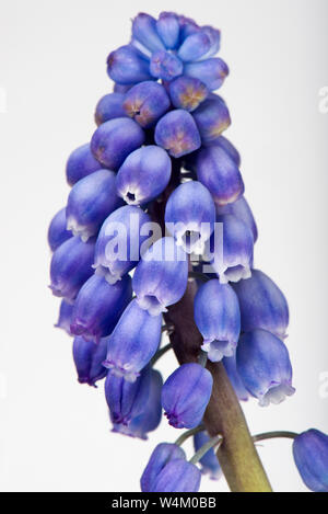 Traubenhyazinthen, Muscari neglectum, blaue Blumen auf einem Dorn oder raceme aus einem Ziergarten Glühlampe im Frühjahr, April Stockfoto