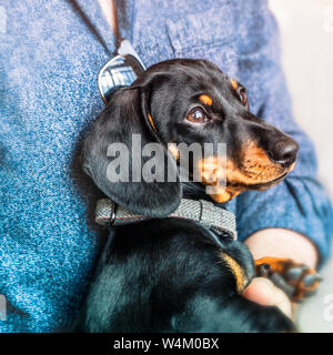 Einen schwarzen und braunen kurzen Haaren Minidachshund Welpen von einem Mann in einem weichen strukturierten Jeanshemd gehalten wird. Stockfoto