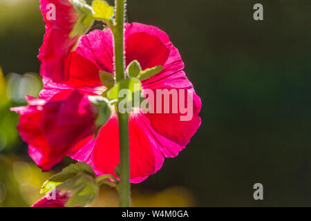 Pinky Rote Malve Blume von hinten gesehen mit strahlendem Sonnenschein durch die lebhaften farbigen Blütenblätter scheint. Mit Kopie Raum auf der rechten Seite. Stockfoto