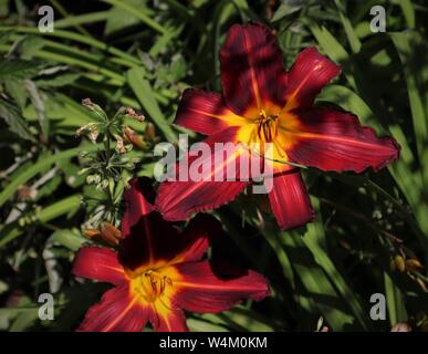 Schöne Lilien in a Shropshire Garten - Datum Juli 2019 Stockfoto