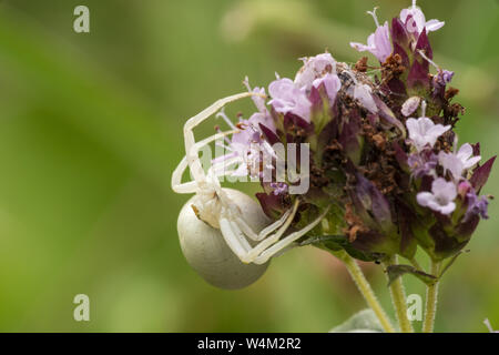 Crab Spider, warten im Hinterhalt auf Blume Leiter, Bedfordshire, Großbritannien, 17. Juli 2019 Stockfoto