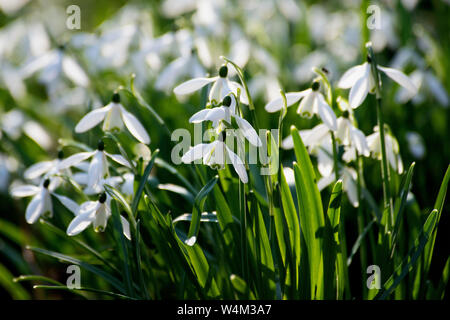 Gemeinsame Schneeglöckchen, Galanthus nivalis, Sandwich, Kent, UK Stockfoto