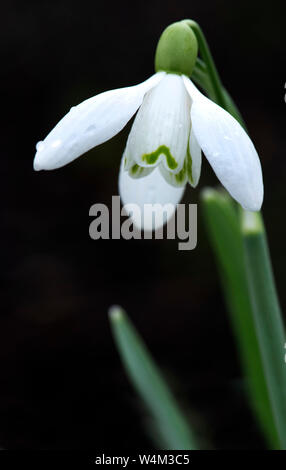 Gemeinsame Schneeglöckchen, Galanthus nivalis, Großbritannien Stockfoto