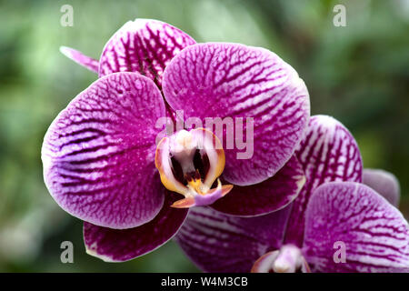 Dendrobium Orchid, Gattung der meist epiphytisch und Lithophytisch Orchideen in der Familie der Orchidaceae Stockfoto