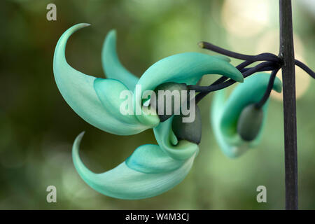 Jade Vine, Strongylodon macrobotrys, beheimatet in Phillippinen, Nahaufnahme der Blüte, die Bestäubung durch Vögel oder Fledermäuse in der Wildnis, Blume Färbung wurde s Stockfoto