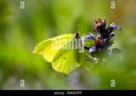 Zitronenfalter Gonepteryx rhamni, Bonsai, Bank, Denge Woods, Kent GROSSBRITANNIEN Stockfoto