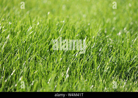 Grünen Gras im Sonnenlicht, selektiven Fokus. Sommer Natur Hintergrund, sonnige Wiese Textur, gemähten Rasen Stockfoto