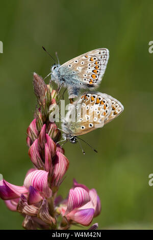 Gemeinsame blaue Schmetterlinge Paarung, Polyommatus Icarus, Darland Banken, Kent GROSSBRITANNIEN, Paar zusammen, auf esparsette Blume Stockfoto