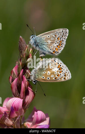 Gemeinsame blaue Schmetterlinge Paarung, Polyommatus Icarus, Darland Banken, Kent GROSSBRITANNIEN, Paar zusammen, auf esparsette Blume Stockfoto